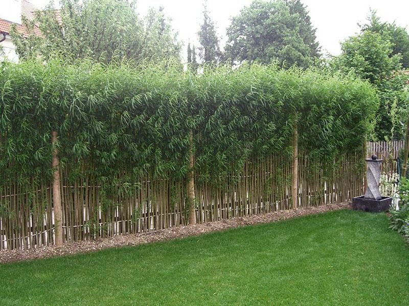 tissage dense d'une clôture