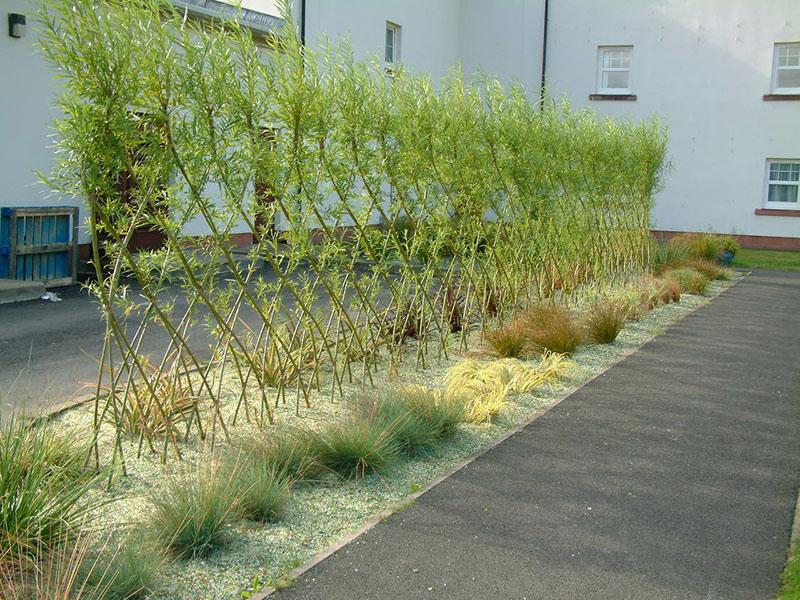 mur de clôture vivant