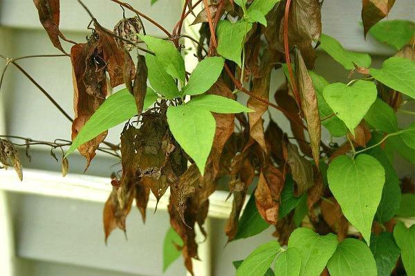 clematis necesita ayuda