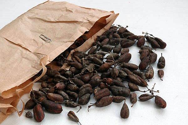 semillas de clemátide