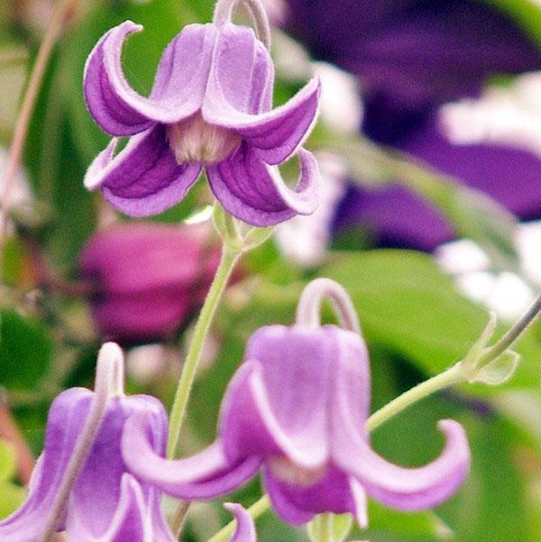 clematis integrifolia