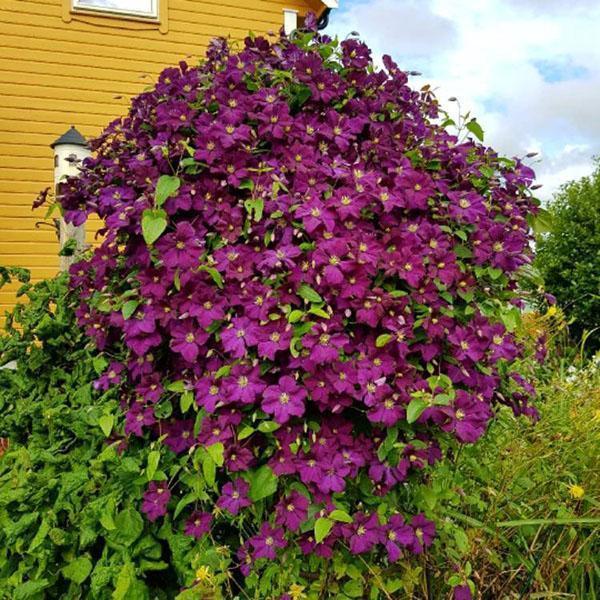 clematis winzella