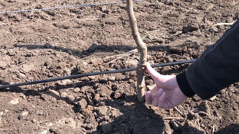 Colocación correcta de la plántula de manzano.