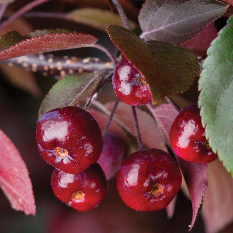 pequeñas manzanas rojas