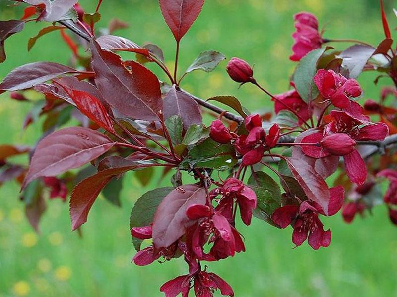 flores y hojas brillantes