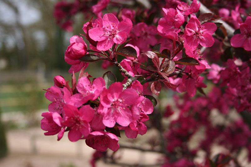 royauté vibrante de fleur de pommier