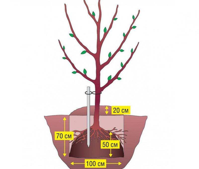 bonne plantation d'arbres