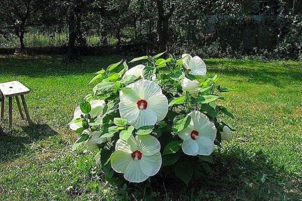 Hibiscus herbacé sur la parcelle