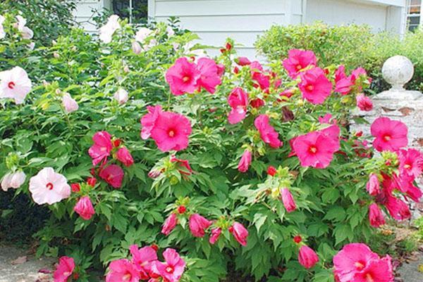 Hibiscus herbacé en aménagement paysager