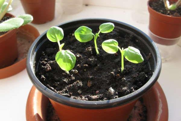 Pousses de graines d'hibiscus