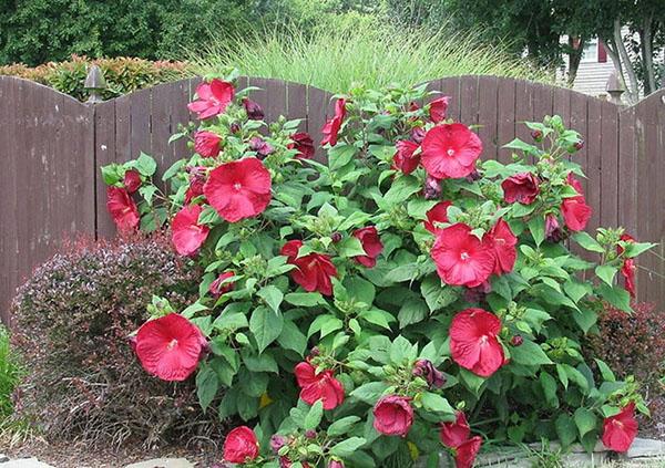 fleurs d'hibiscus herbacées