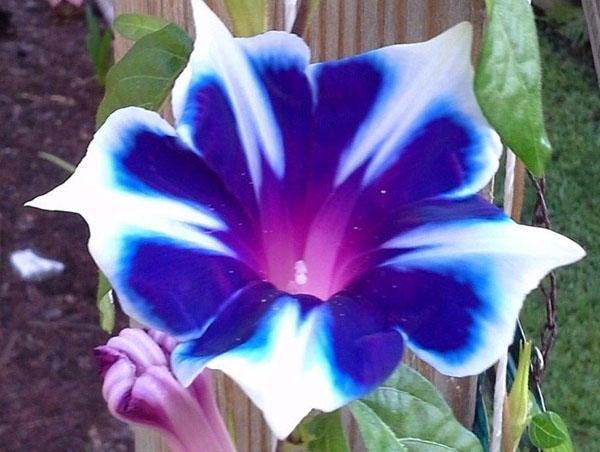 florecimiento abigarrado de la gloria de la mañana