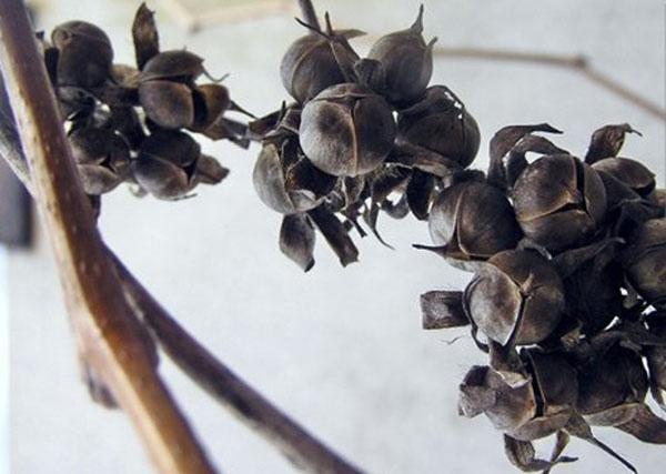 vainas de semillas de Ipomoea purpurea