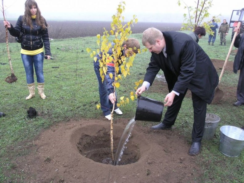 cuando plantar plántulas de abedul