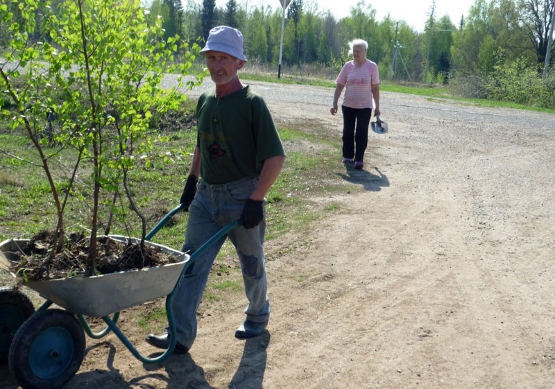 quand transplanter le bouleau de la forêt