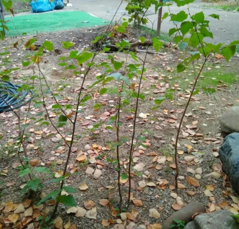 quand est-il préférable de planter du bouleau en automne ou au printemps avec des graines et des boutures