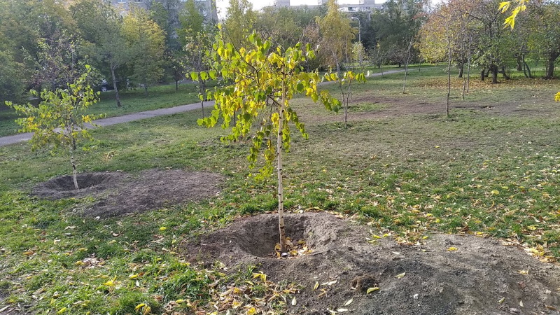 ¿Cuándo es mejor plantar abedul en otoño o primavera?