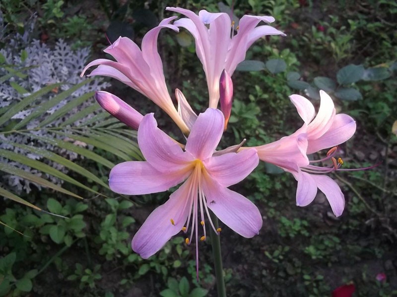 Lycoris écailleux résistant au gel