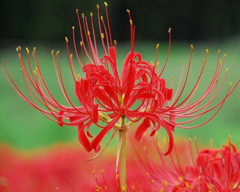 lycoris fougueux