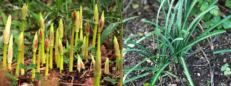 Fleur de Lycoris à différents moments de la saison de croissance