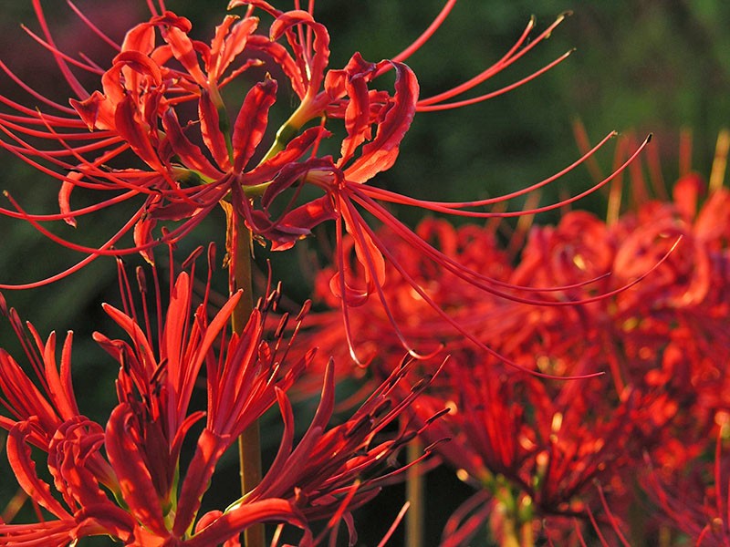 características de la flor de lycoris