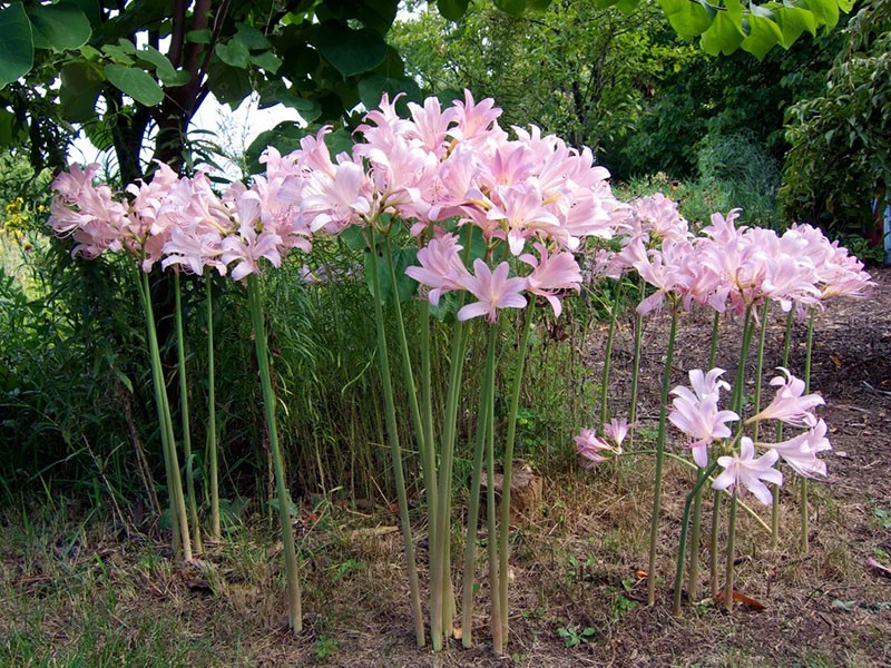 lycoris écailleux