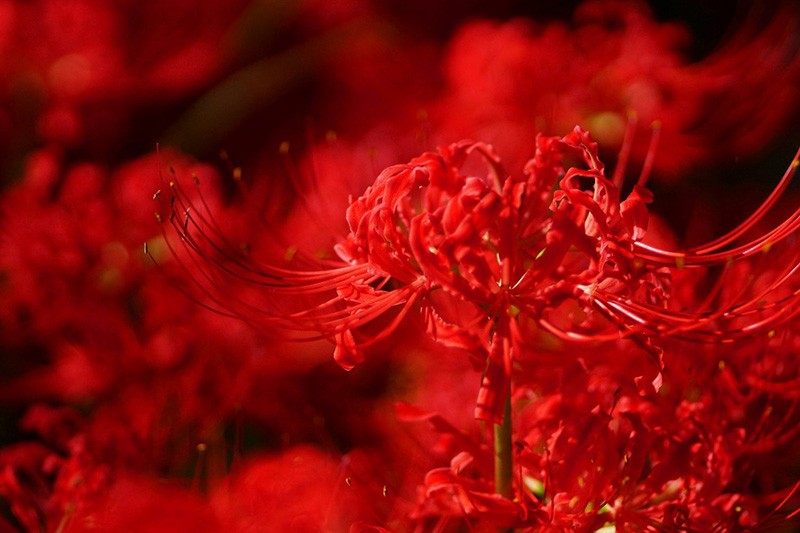 lycoris rojo sangre