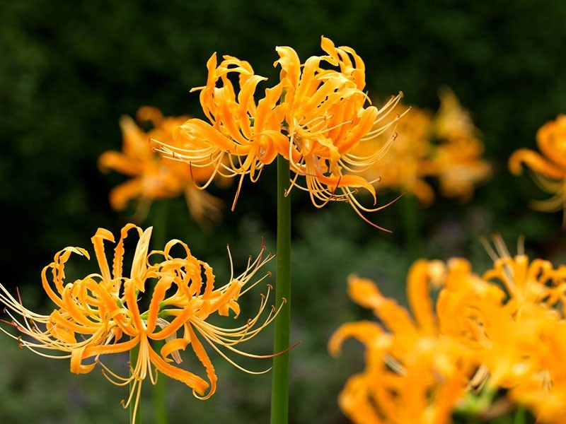 lycoris doré