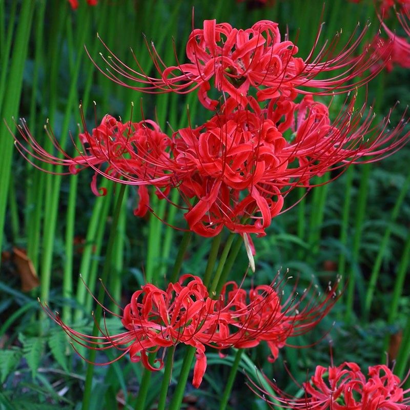 lycoris radieux