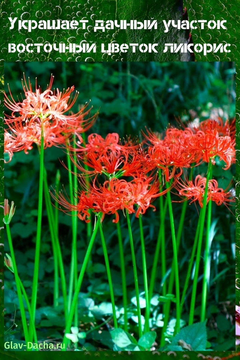 fleur de lycoris