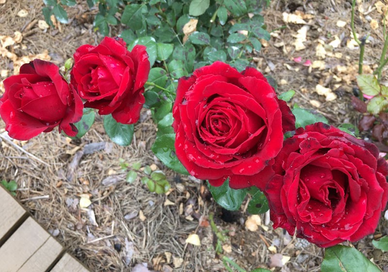 cultivo de rosas de la variedad Grand Gala