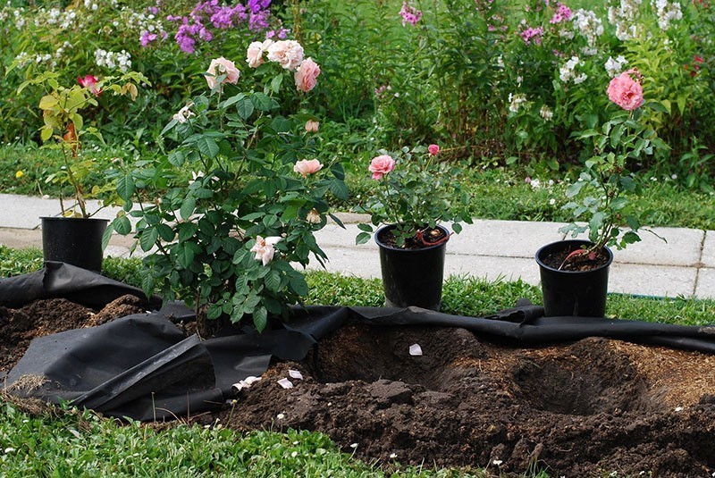 selección de un sitio para plantar rosas