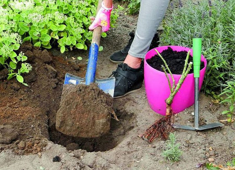 plantar una plántula de rosa