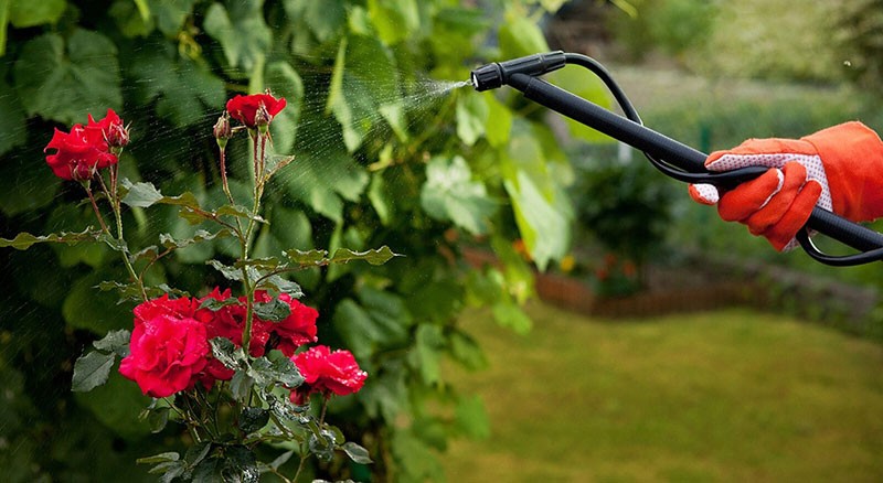 rociar una rosa