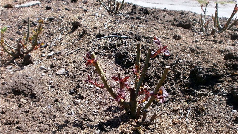 poda de rosas