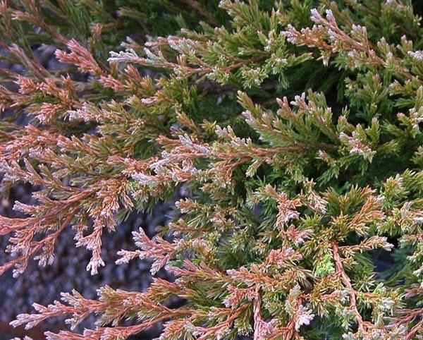 enebro Andorra Compact en invierno