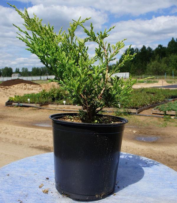 plante à planter sur le site