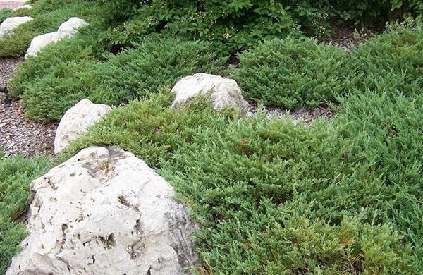 genévrier Andorre Compact dans le jardin