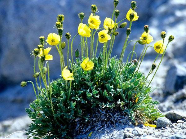 Tournesol arctique