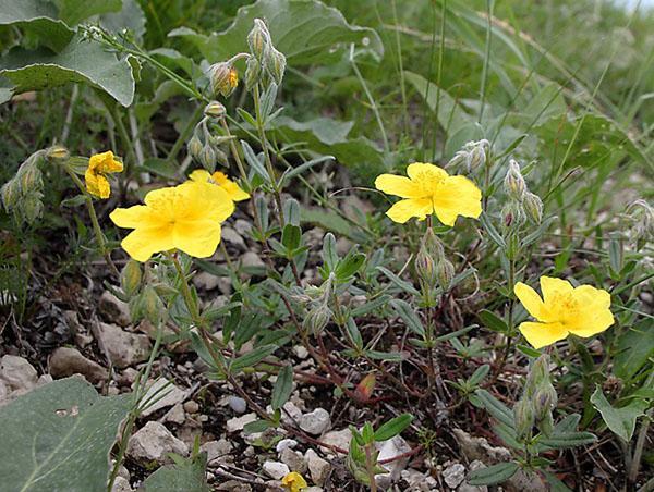 Tournesol des Alpes