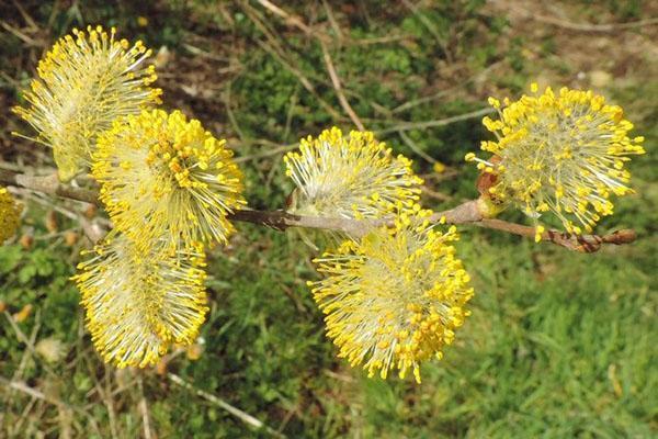 fleurs de saule de chèvre