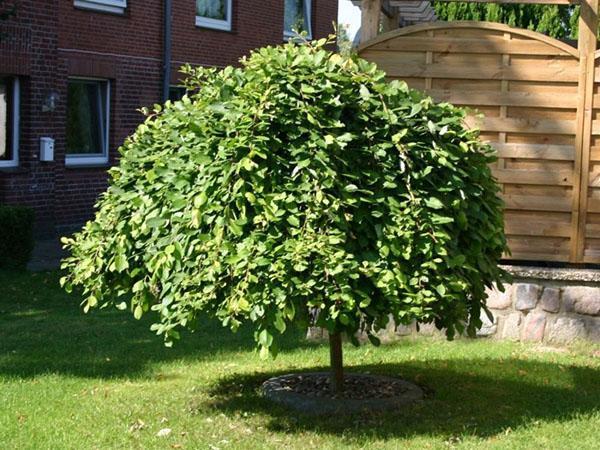 saule de chèvre dans le jardin