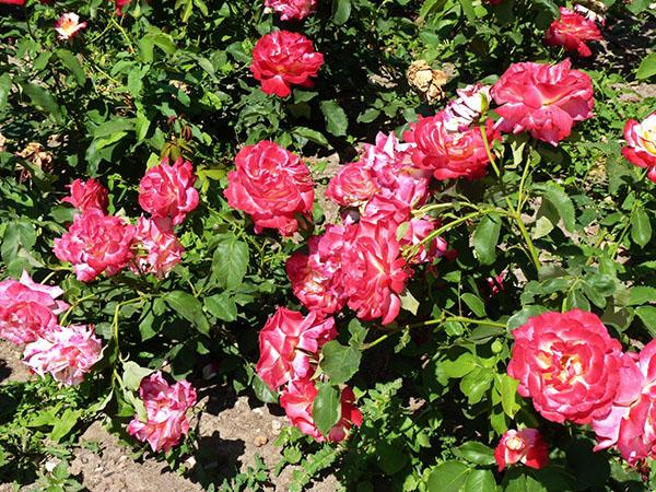 cuidando una rosa en el jardín