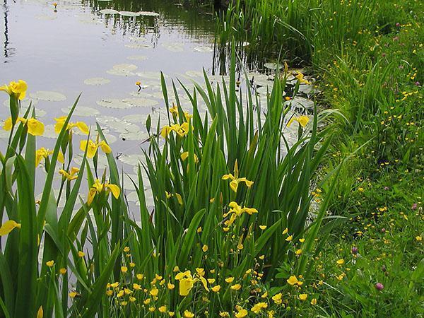 iris de pantano en el estanque