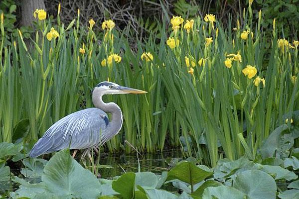 el iris del pantano necesita suelo pesado