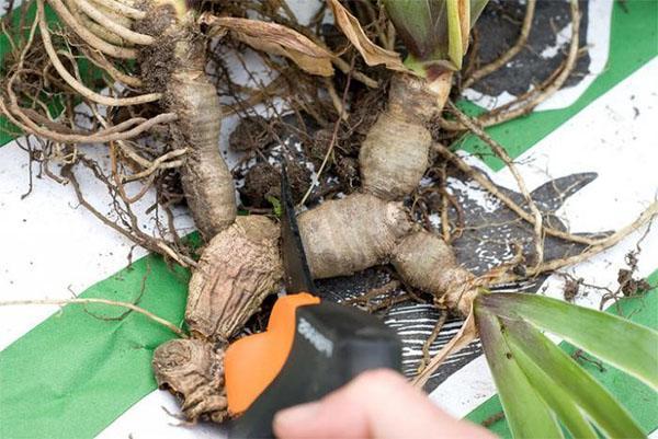 propagation de l'iris en divisant le rhizome