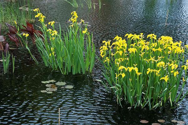 flores de iris de pantano