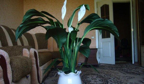 sensación de spathiphyllum en el interior