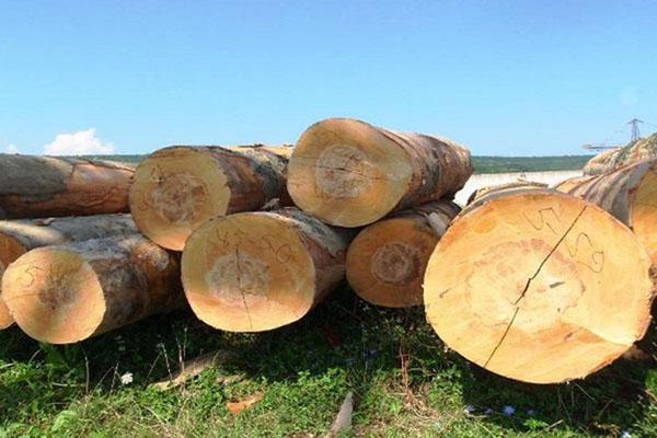 madera de haya