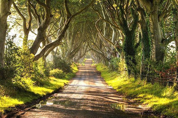 camino entre el bosque de hayas